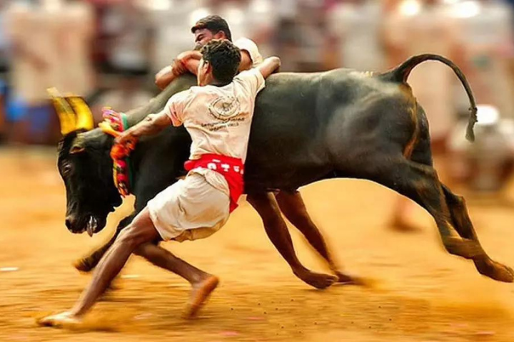 explore-india-trails-jallikattu-festival