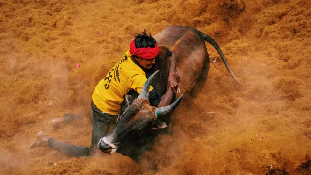 Jallikattu Explore India Trails